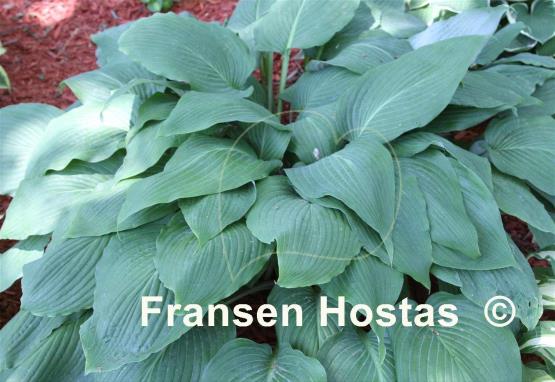 Hosta Lavender Stocking